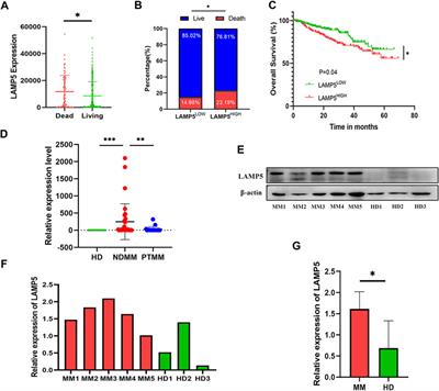 LAMP5 may promote MM progression by activating p38